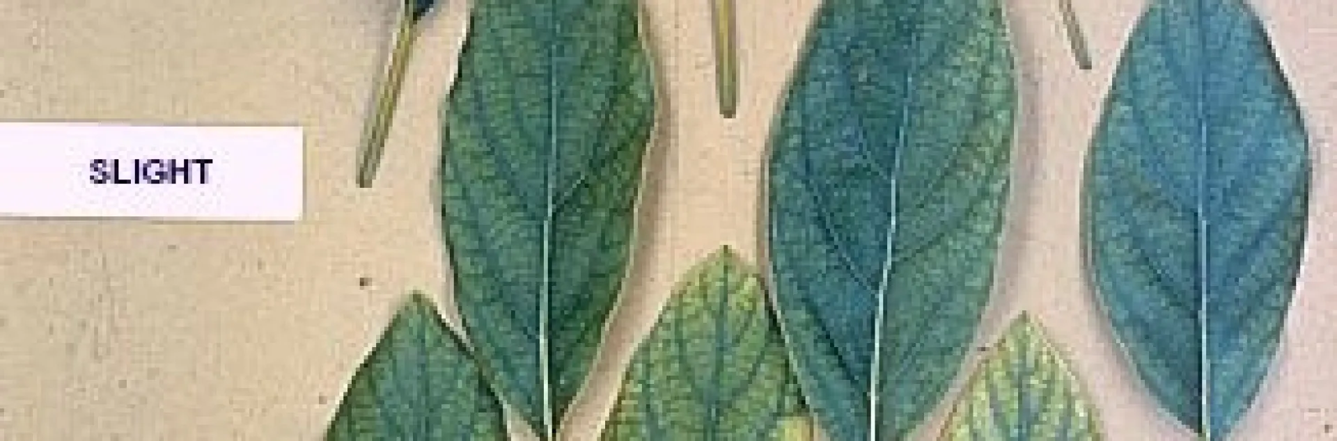 avocado chlorosis