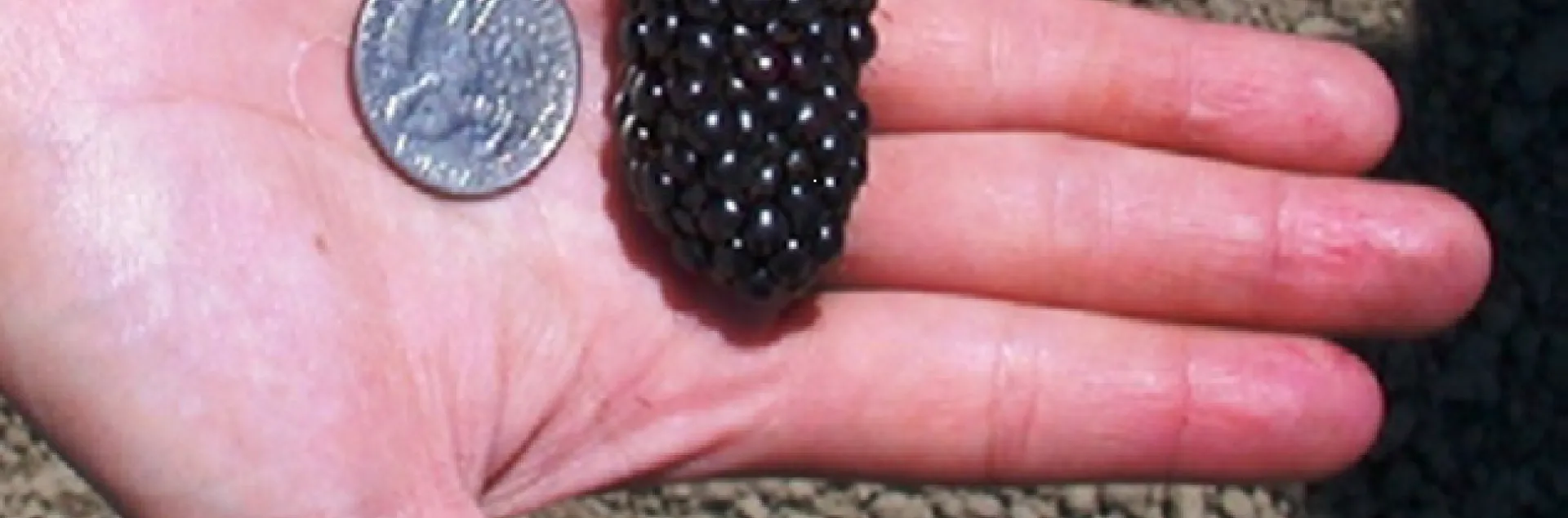 blackberry 2