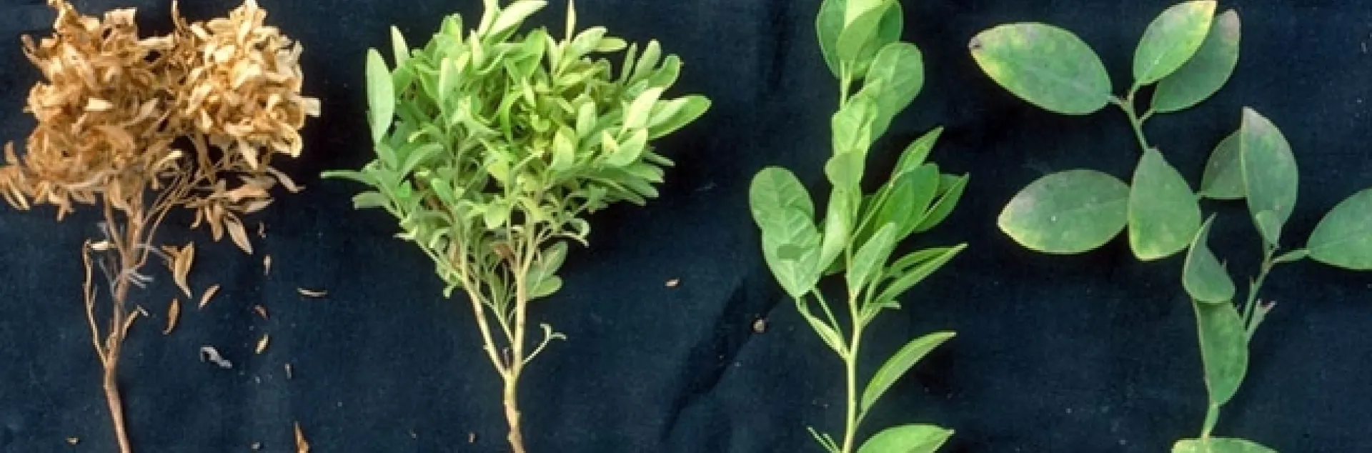 chimera witches broom citrus