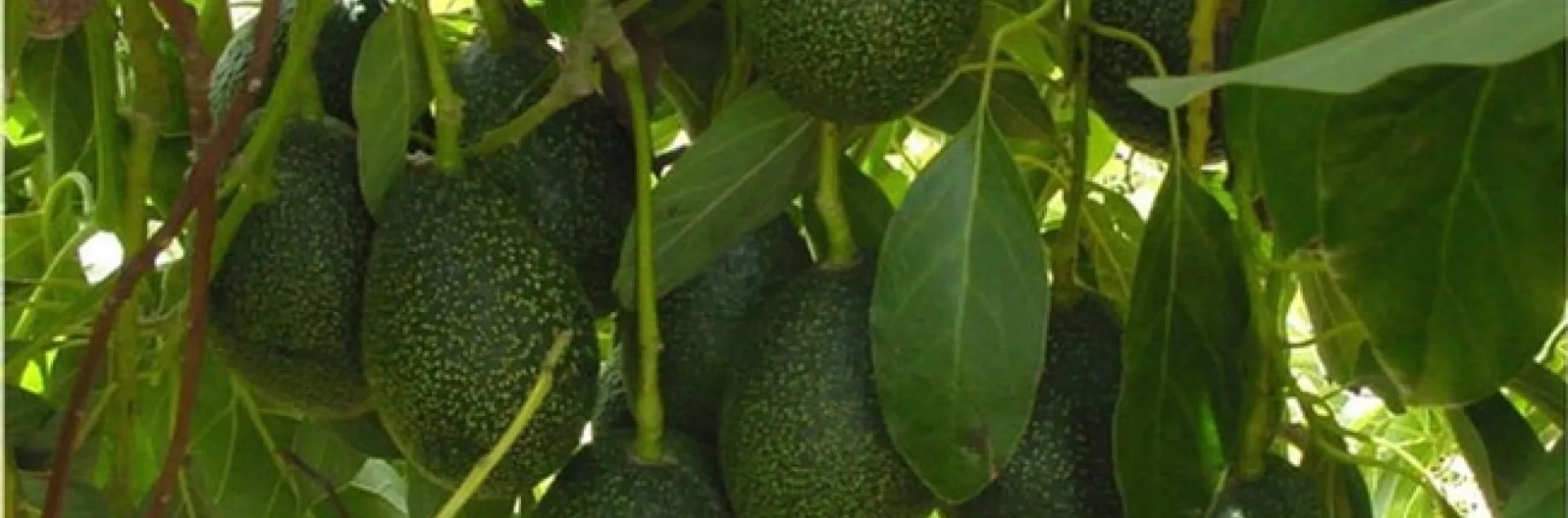 avocado cluster