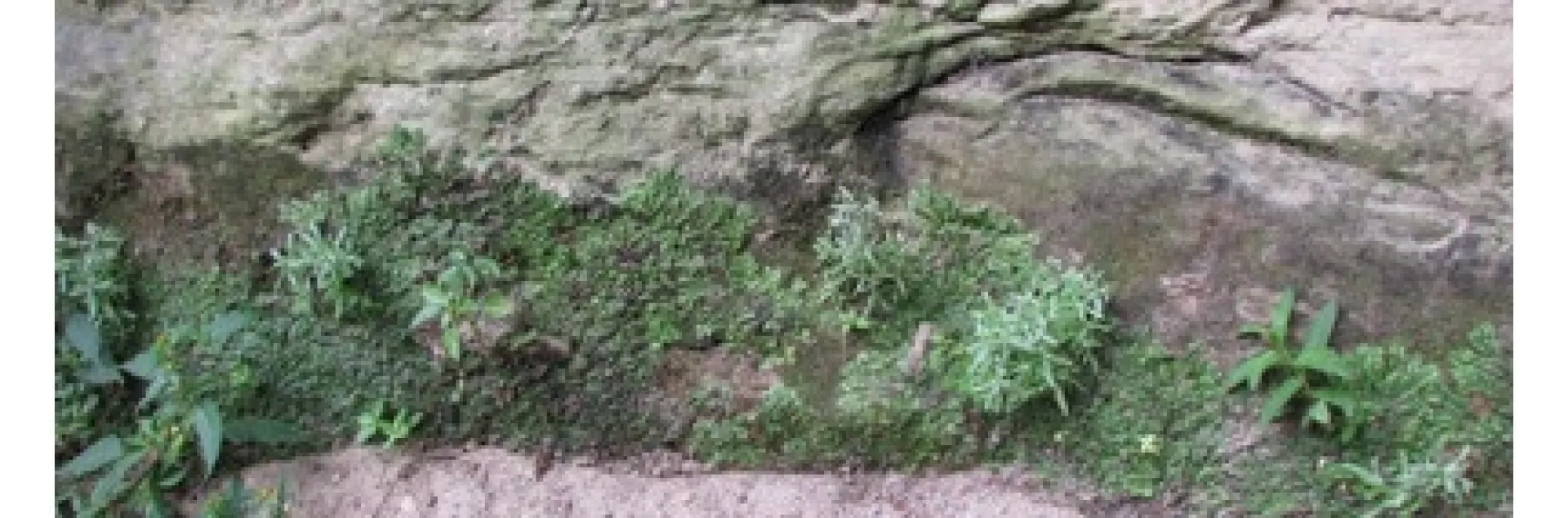 soil weathered from sndstone