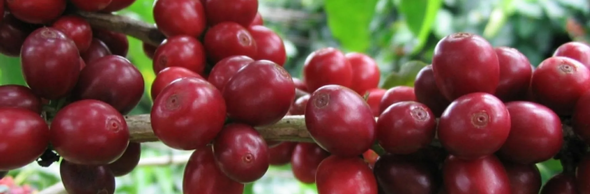 coffee fruit