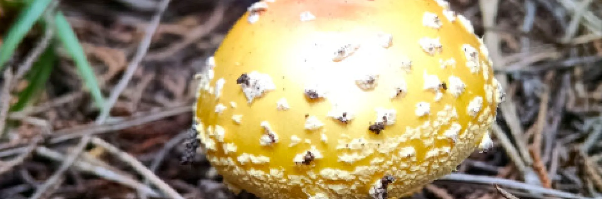 Amanita