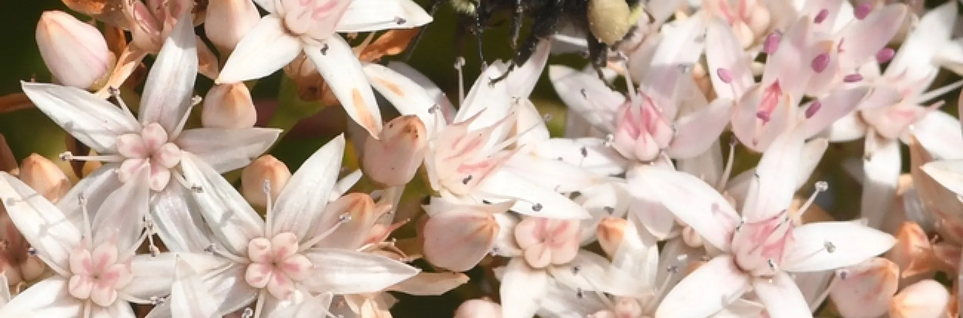 A yellow-faced bumble bee, Bombus vosnesenskii, forages on New Year's Day, 2017, on jade at the Benicia Capitol State Historic Park. (Photo by Kathy Keatley Garvey)