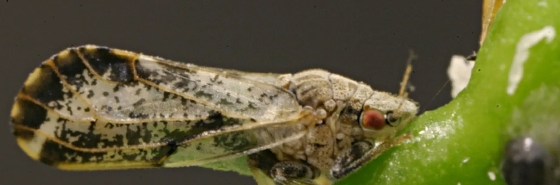 This is an Asian citrus psyllid, which is about the size of an aphid.
