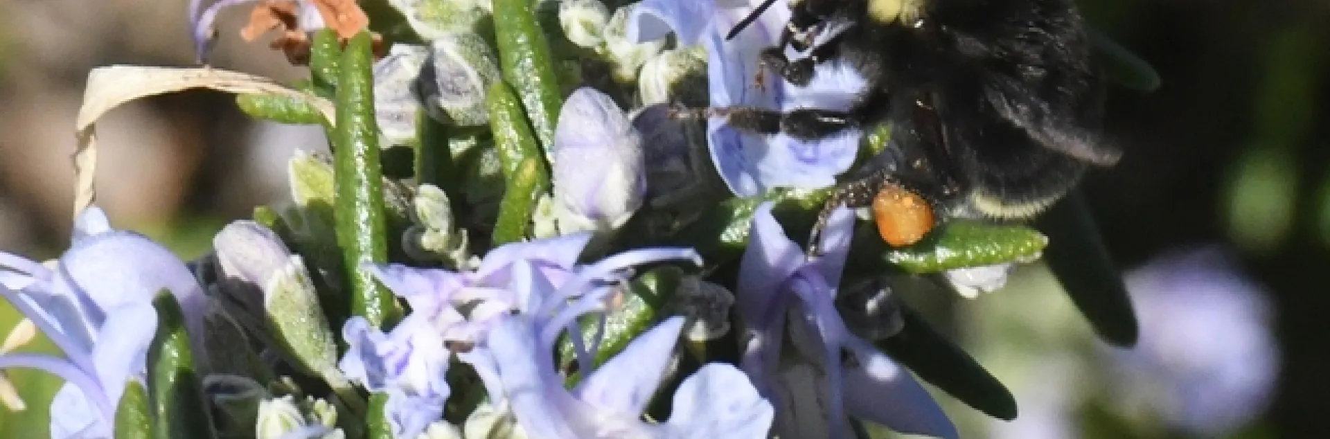 A yellow-faced bumble bees, Bombus vosnesenskii, nectaring on rosemary at the Benicia Marina on New Year's Day, 2018. Note the orange pollen, derived from another floral species, probably California golden poppies. (Photo by Kathy Keatley Garvey)