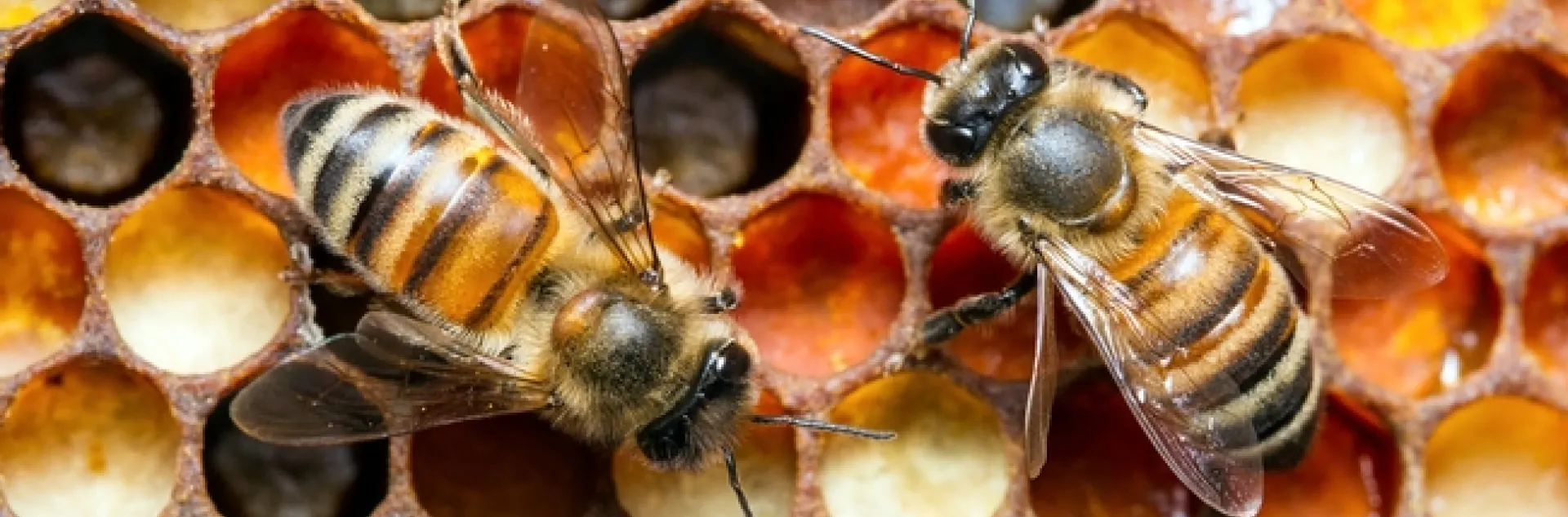 This image of honey bees by Alex Wild will be part of the Jan. 8-April 22 exhibition, "It's Bugged: Insects' Role in Design," and also will be featured at the Bohart Museum open house on Jan. 21. See alexanderwild.com for more of his photos. (Image copyrighted by Alex Wild and used with permission)