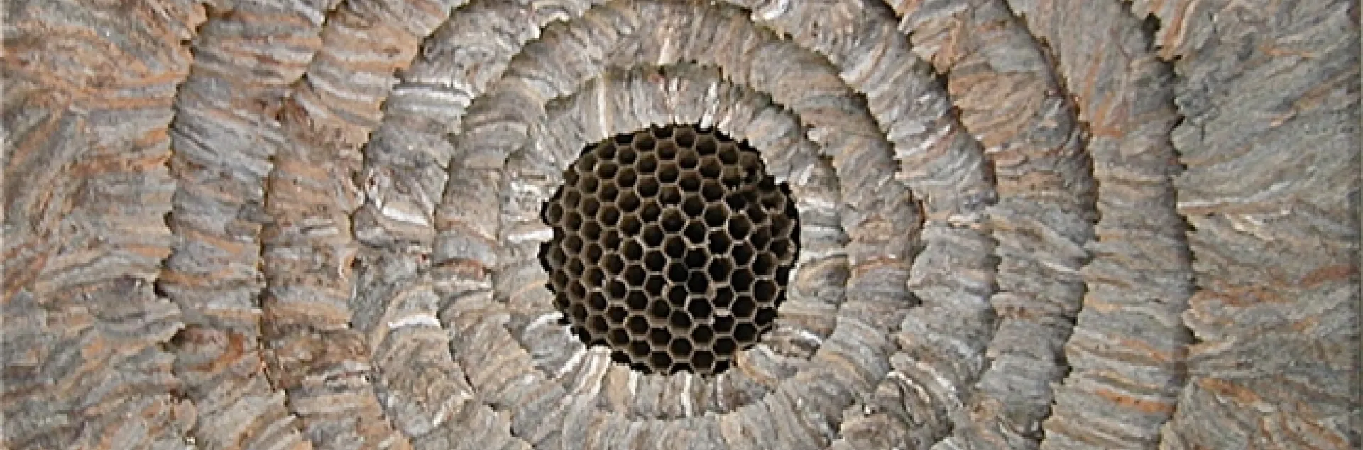 This is part of the trilogy of wall pieces created by artist Ann Savageau, professor emerita, UC Davis Department of Design. Her materials: hornet nest paper.