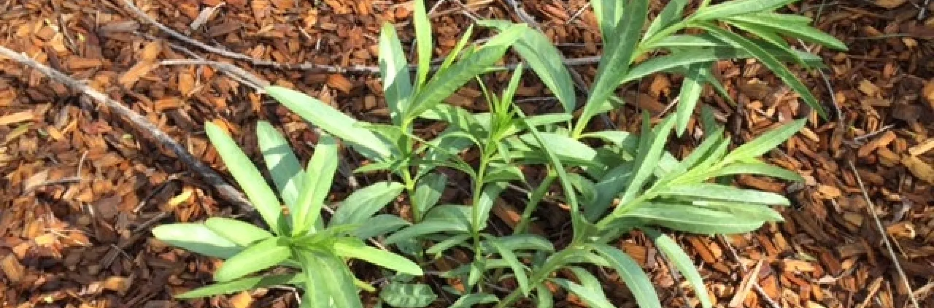 Narrowleaf milkweed