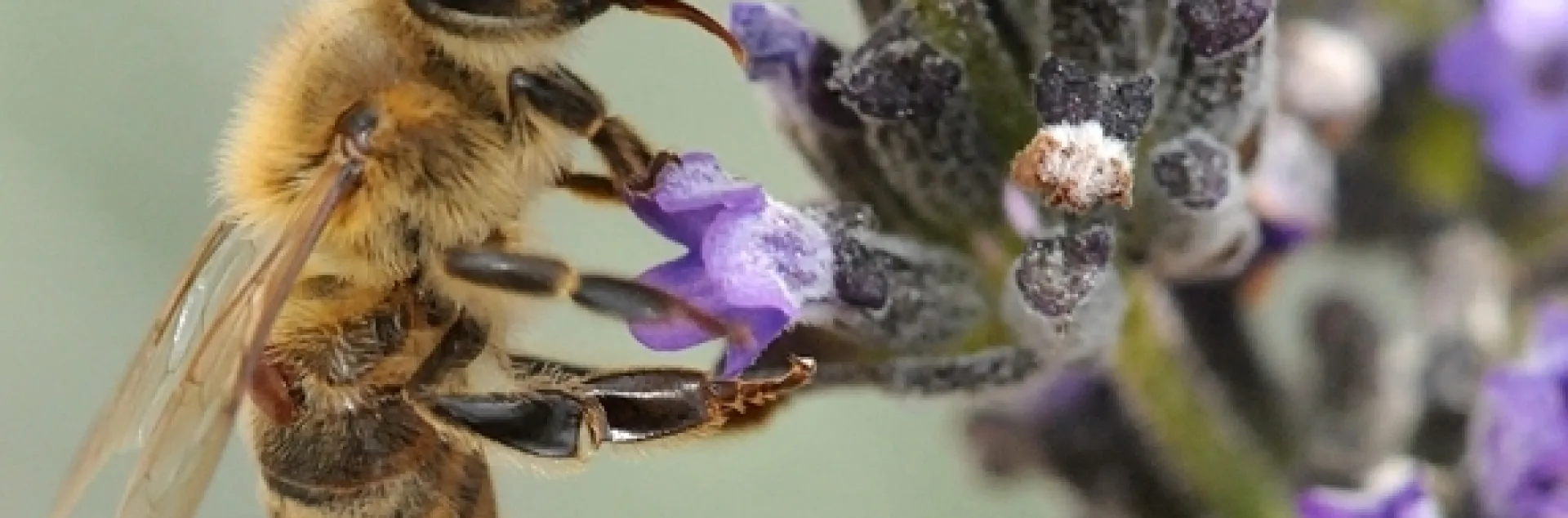 A varroa mite (see reddish-brown spot under the wing) clings to a bee foraging on lavender. (Photo by Kathy Keatley Garvey)