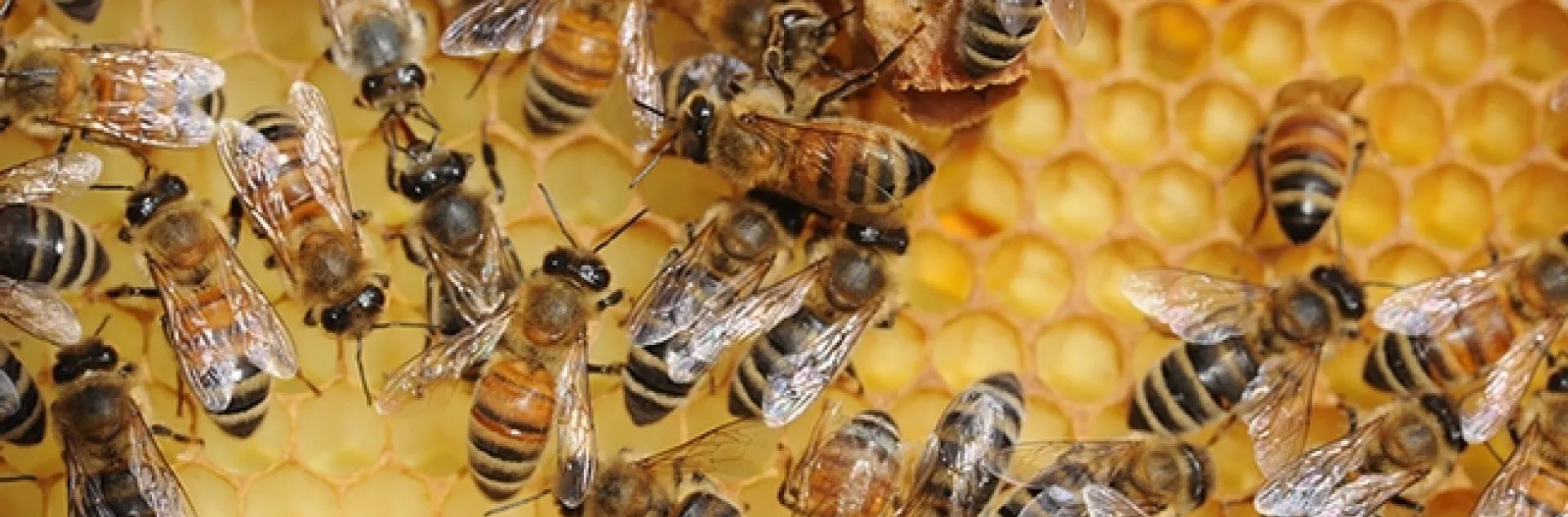 Foraging honey bees return to the hive to share nectar, which the house bees will turn into honey. (Photo by Kathy Keatley Garvey)
