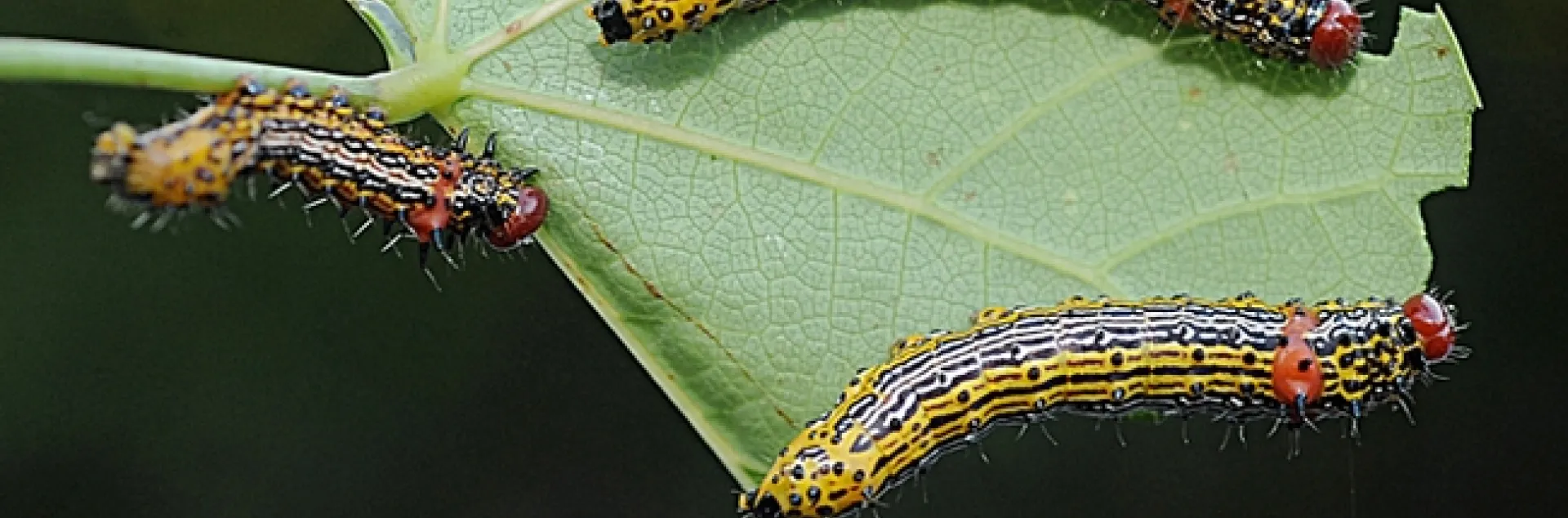 Redhumped caterpillars on a Western redbud tree in Vacaville, Calif. (Photo by Kathy Keatley Garvey)