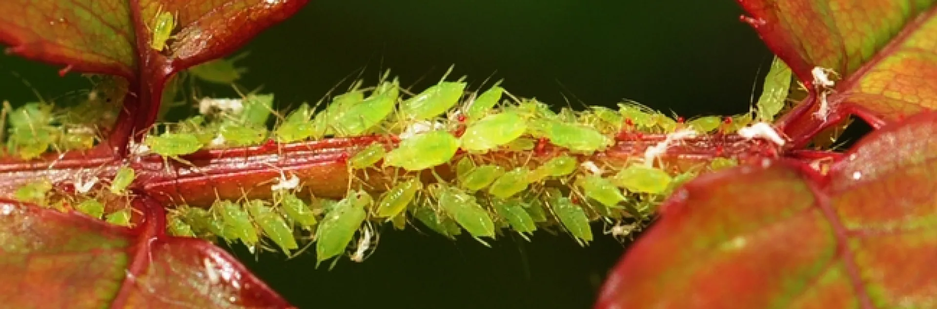 Entomologist Fiona Goggin of the University of Arkansas studies plant defenses. A UC Davis alumnus, she will return to the campus Jan. 17 to present a seminar. Here aphids suck out plant juices in a rose. (Photo by Kathy Keatley Garvey)