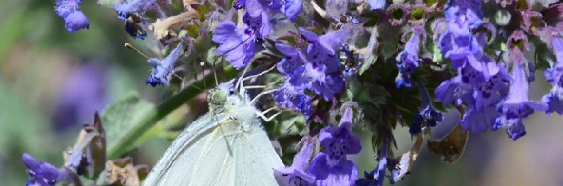 A cabbage white butterfly, Pieris rapae, nectaring on catmint last summer in Vacaville, Calif. (Photo by Kathy Keatley Garvey)