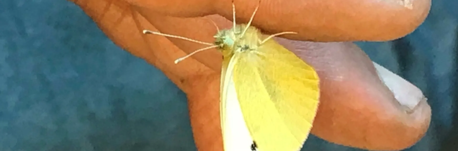 This is the winner of the first butterfly of the year in Art Shapiro's Beer for a Butterfly contest. He collected it in West Sacramento on Jan. 19. (Photo by Sherri Mann of the Department of Evolution and Ecology)