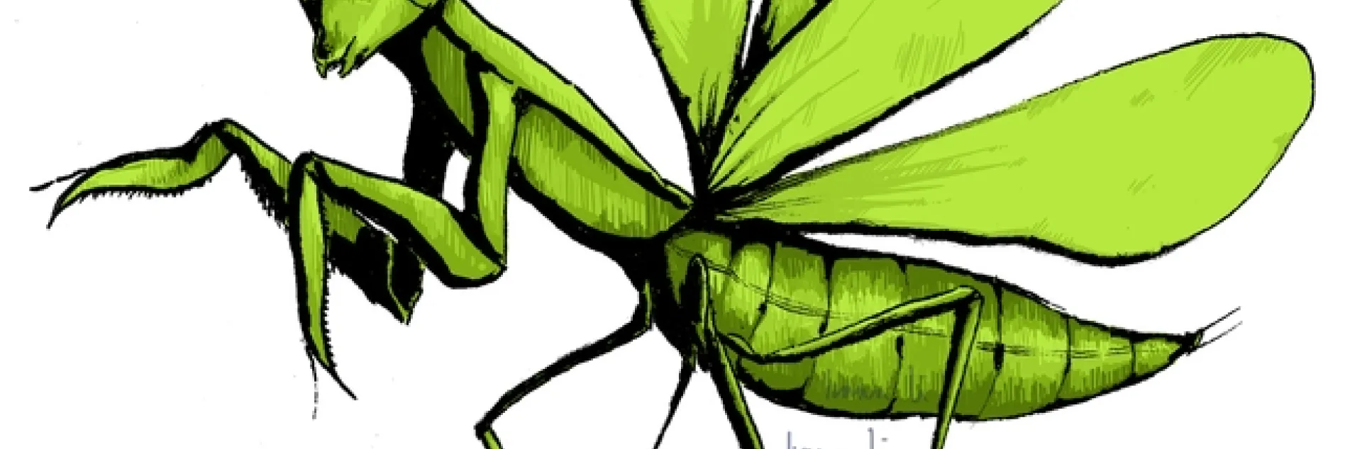 This stunning praying mantis illustration is the work of Ivana Li, UC Davis entomologist and artist. It will be among the art displayed at the Bohart Museum of Entomology's open house on Jan. 21.