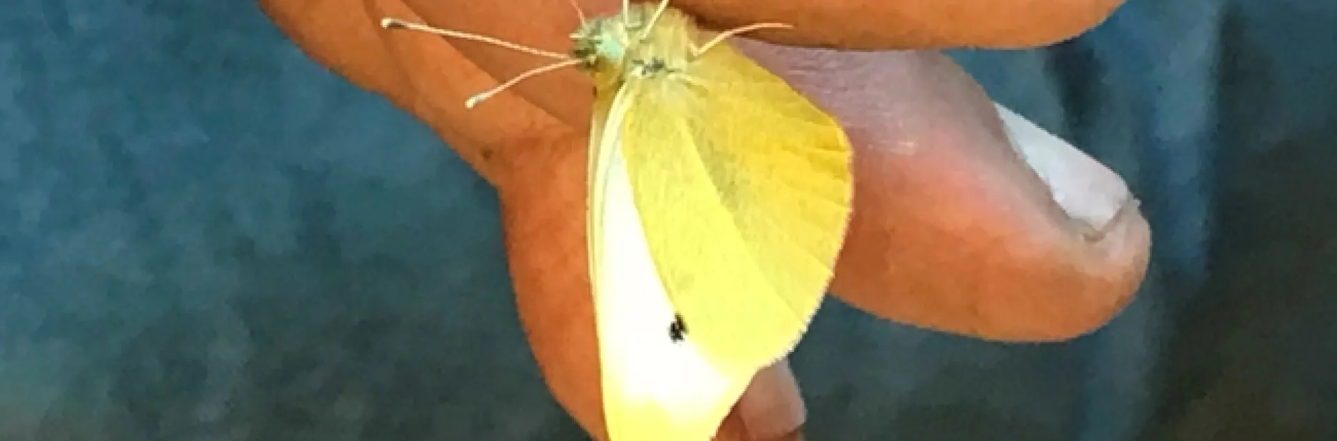 This is the first-collected cabbage white butterfly of the year in the three-county area of Sacramento, Yolo and Solano. It's the winner of the Beer-for-a-Butterfly Contest and the winner is Professor Art Shapiro! (Photo by Sherri Mann of the UC Davis Department of Evolution and Ecology)