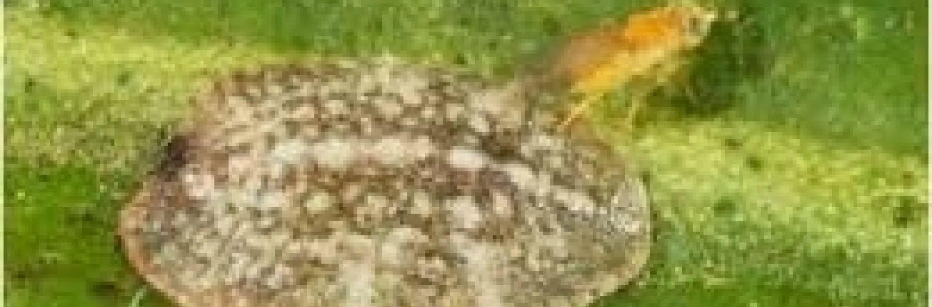 parasitic wasp laying