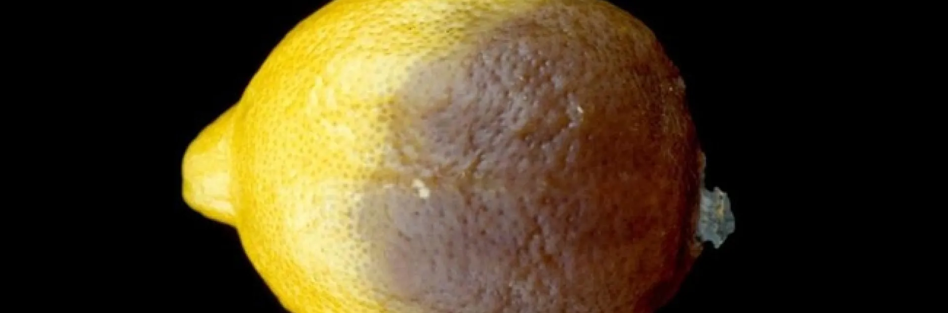 citrus brown rot lemon