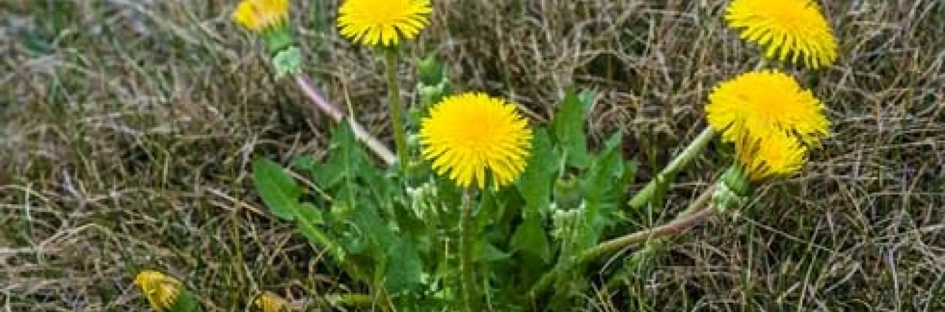Dandelion mature plant. [Credit: G and B Corsi]