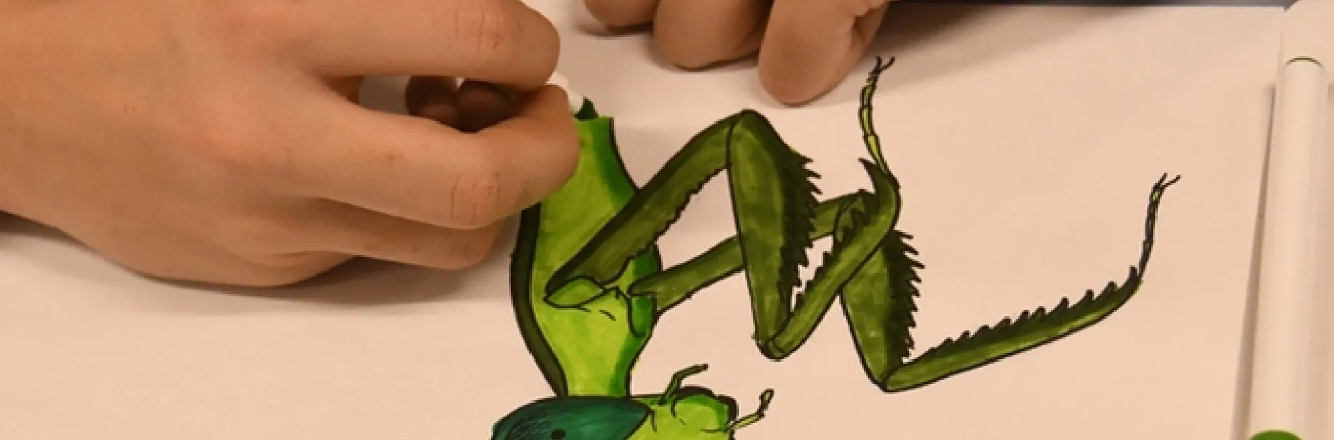 This praying mantis, drawn by Karissa Merritt, is being colored by James Harris, 13, of Winters at the Bohart Museum of Entomology open house. (Photo by Kathy Keatley Garvey)