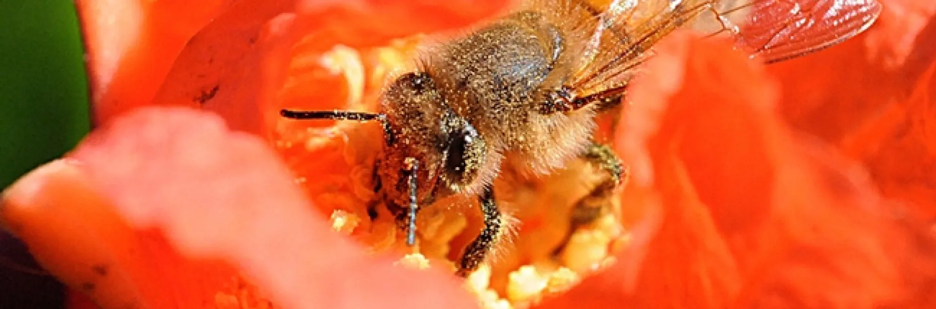 A honey bee pollinating a pomegranate blossom in Vacaville, Calif. (Photo by Kathy Keatley Garvey)