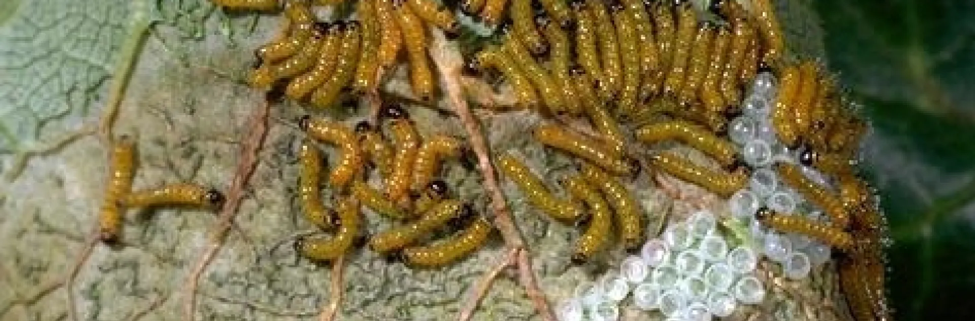 Infestation of young redhumped caterpillars. [Credit: Jack Kelly Clark]