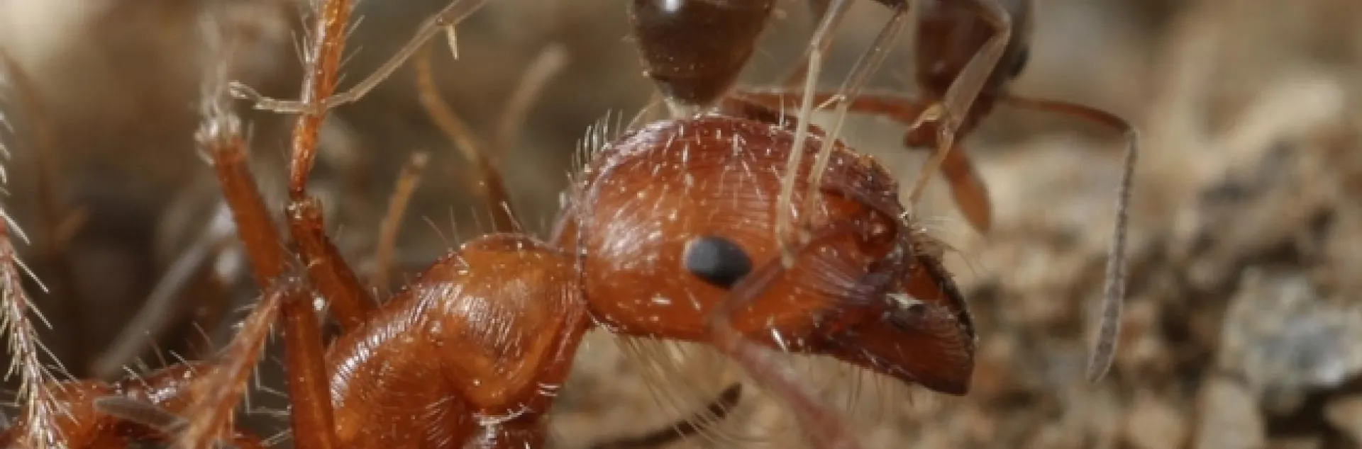 argnetine ant attacking opponent ant