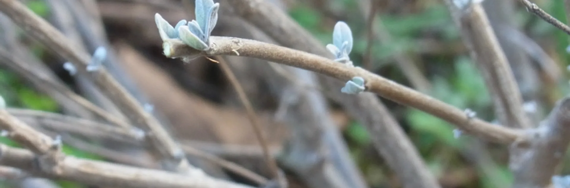 Bluebeard after pruning