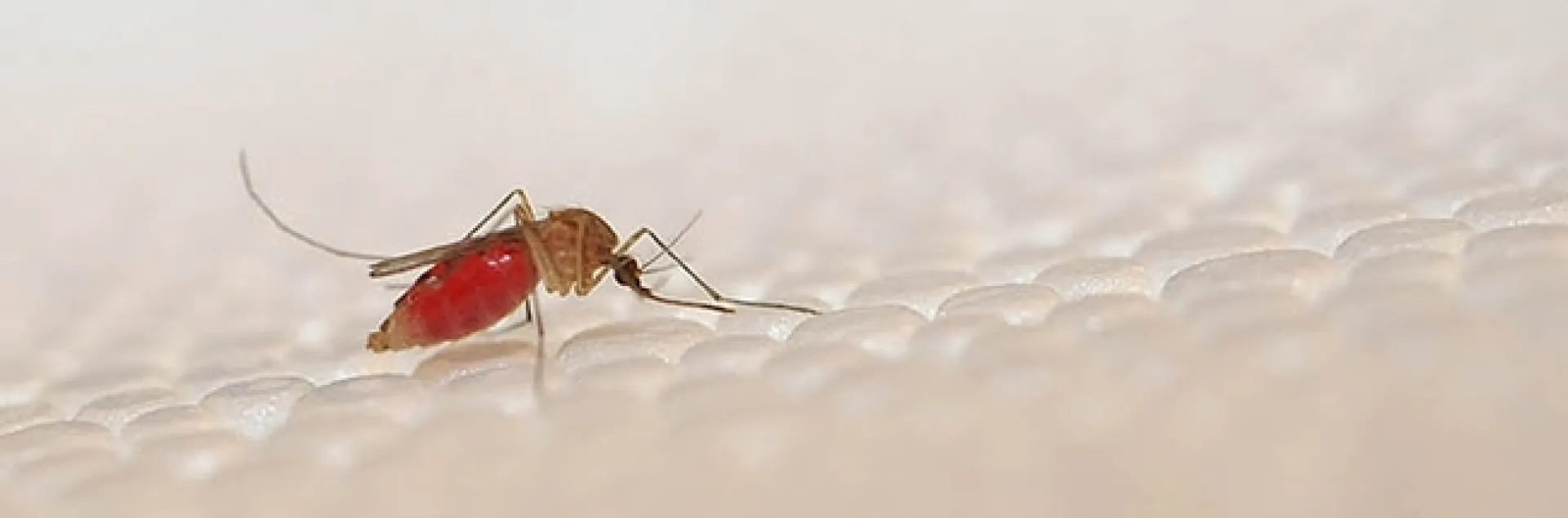 This Culex mosquito, Culex quinquefasciatus, transmits West Nile virus and other viruses. (Photo by Kathy Keatley Garvey)