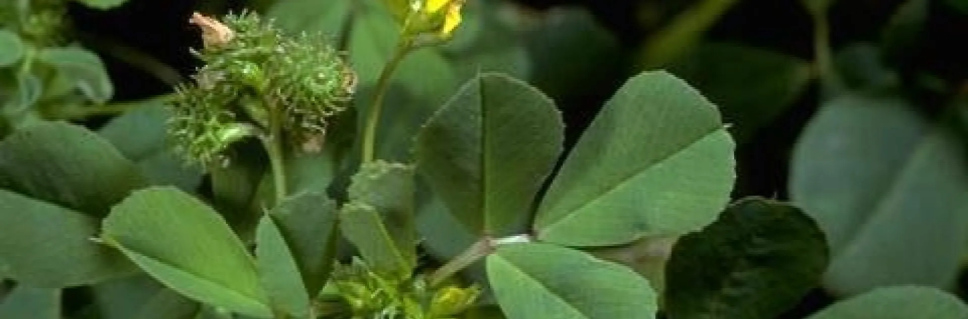 California burclover. [Credit: Jack Kelly Clark]