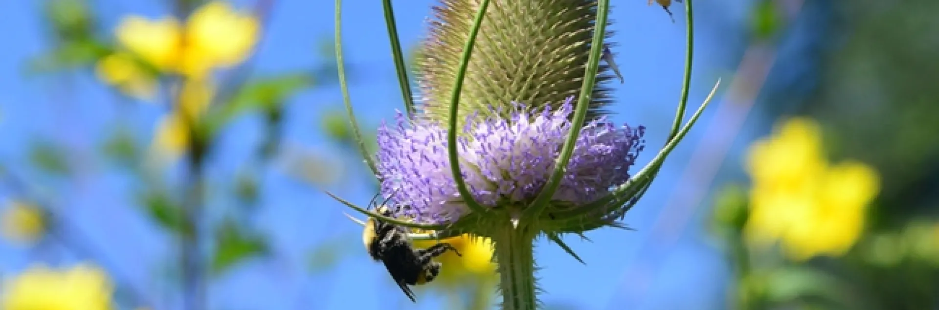 A yellow-faced bumble bee, Bombus vosnesenskii, forages for nectar on teasel in the Kate and Ben Frey Garden, Hopland, while a pollen-laden honey bee wants her share. (Photo by Kathy Keatley Garvey)
