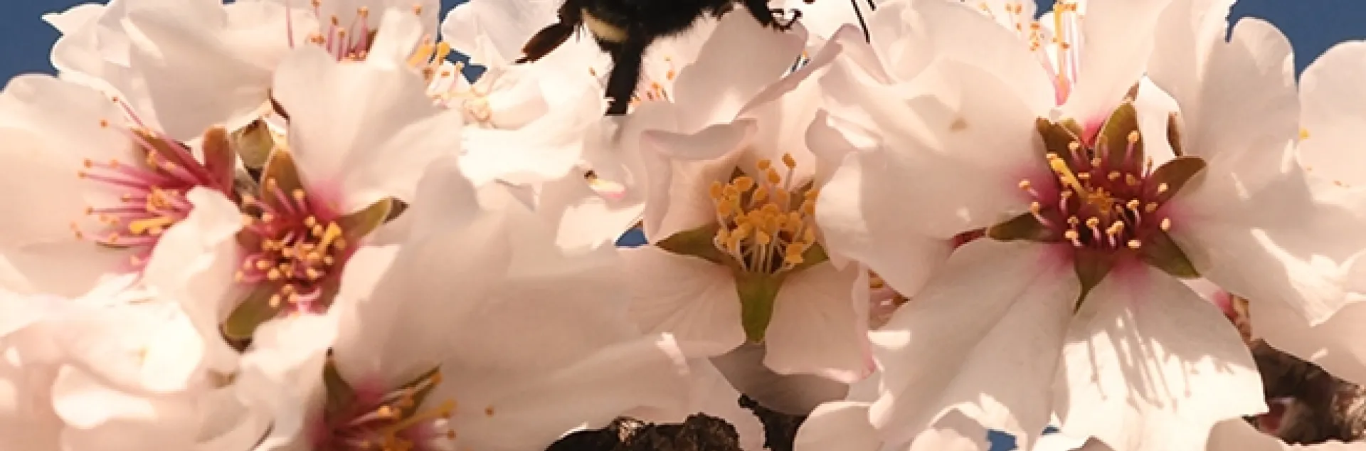 A yellow-faced bumble bees, Bombus vosnesenskii, forages on almond blossoms in Benicia, Calif., on Feb. 2. (Photo by Kathy Keatley Garvey)