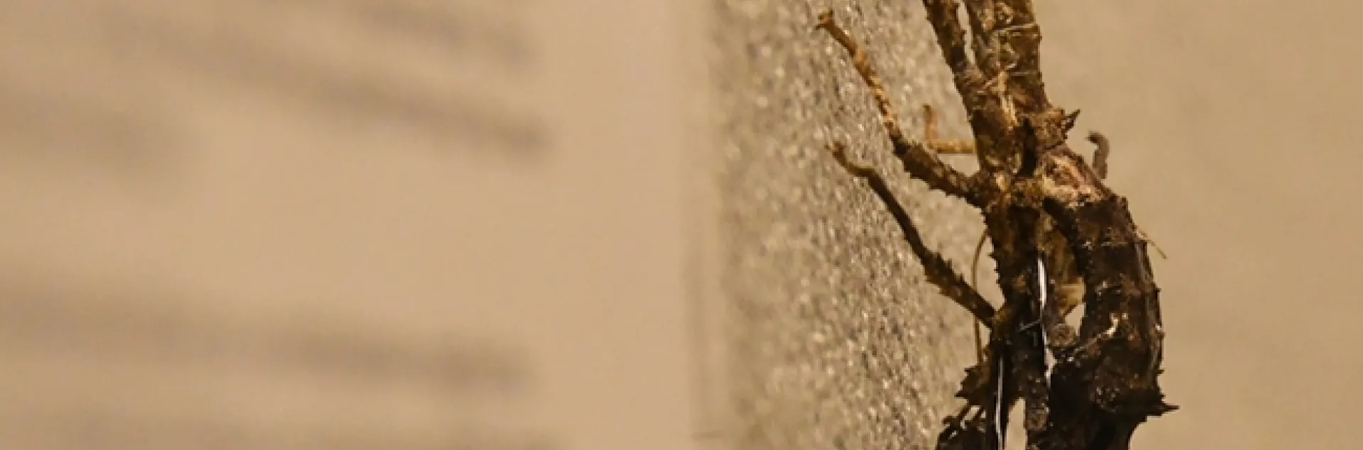 A stick insect in the process of molting. (Photo by Kathy Keatley Garvey)