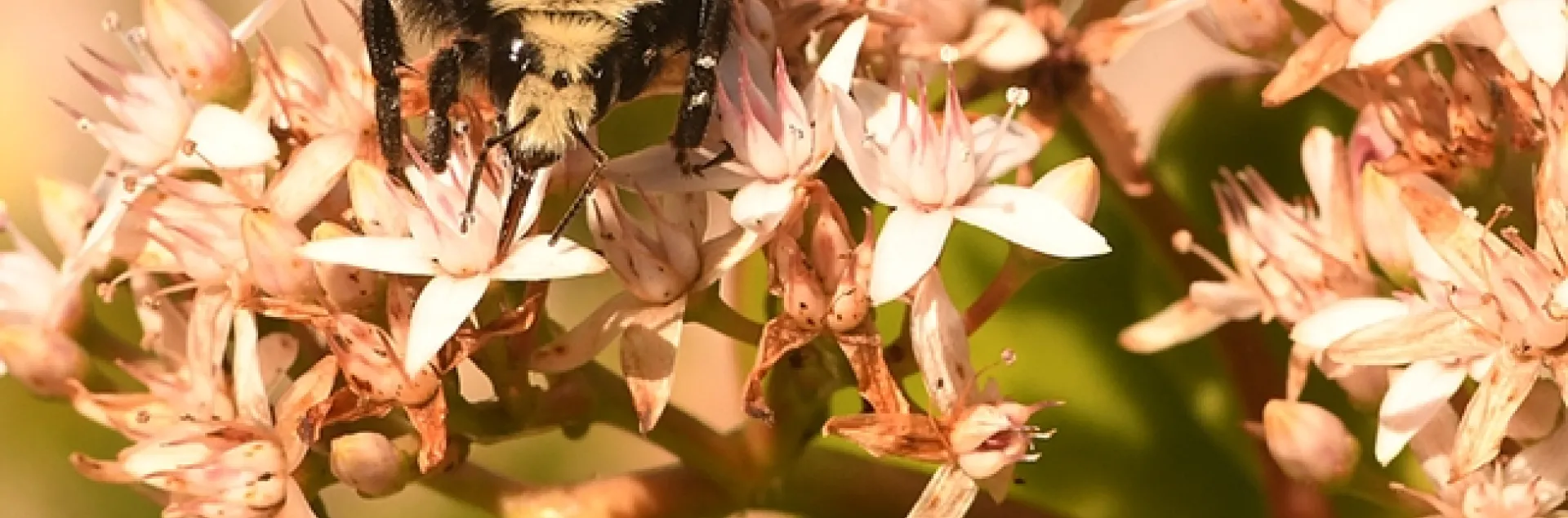 A yellow-faced bumble bee nectars on jade blossoms at the Benicia (Calif.) Capitol State Historic Park. (Photo by Kathy Keatley Garvey)