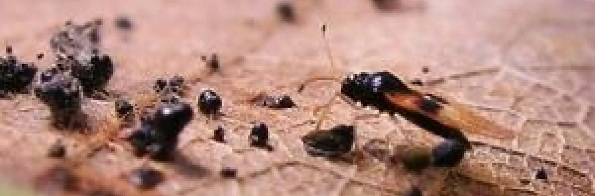 lace bug and excrement on leaf