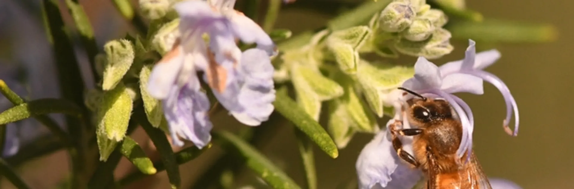 A honey bee nectars on a rosemary blossom on Feb. 9 on the UC Davis campus. (Photo by Kathy Keatley Garvey)