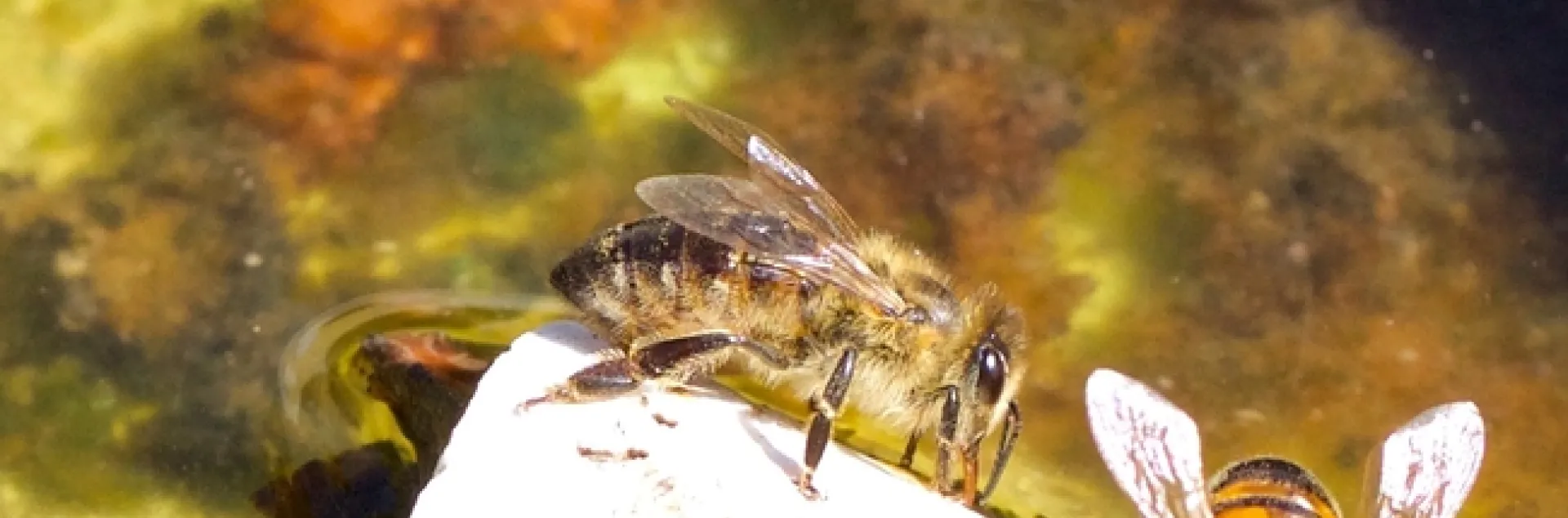 Honey bees perch on a cork to drink