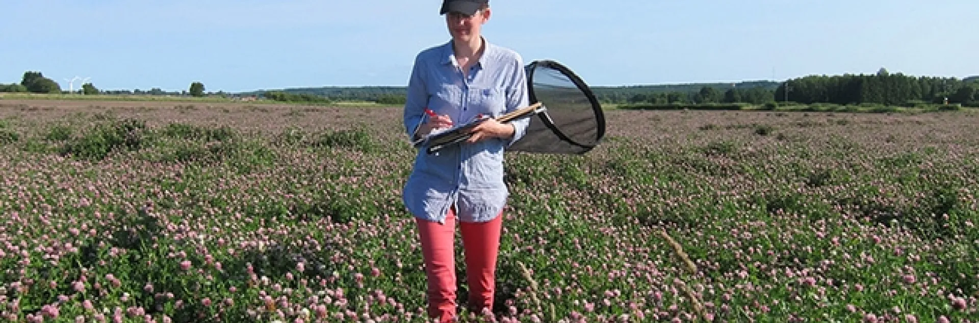 Researcher Maj Rundlöf working in red clover seed field in Skåne, southern Sweden. (Photo by Christian Krintel)