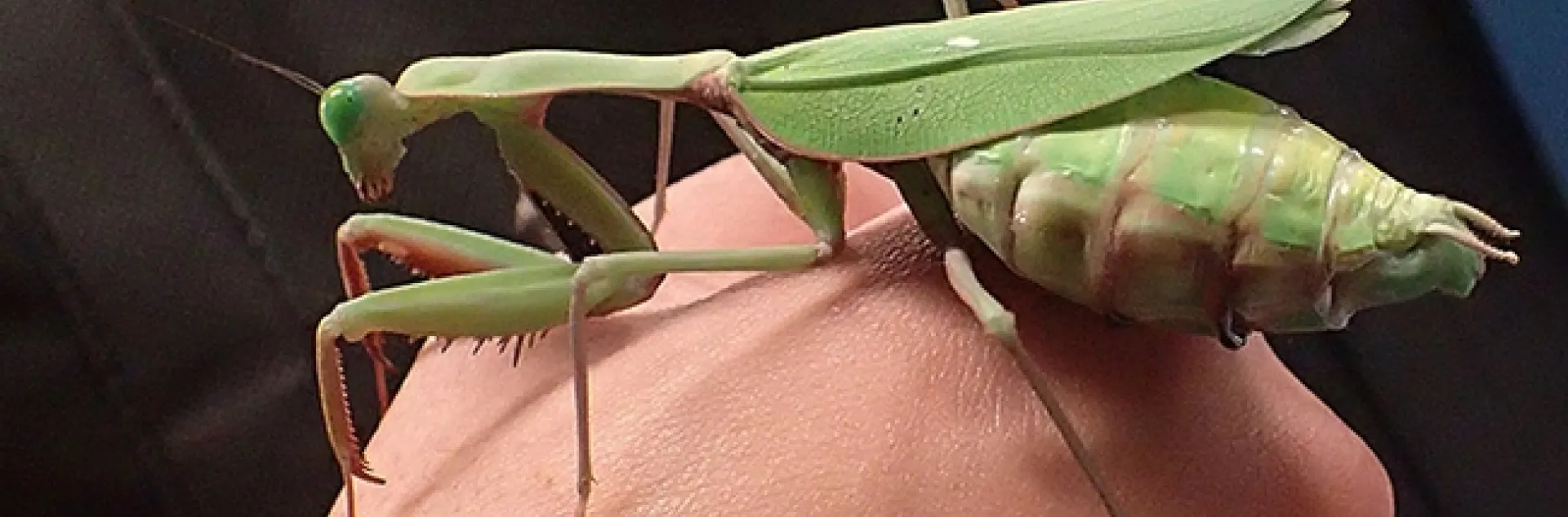 This praying mantis, nicknamed "Watermelon," is an adult female Australian rainforest mantis, Hierodula majuscola, part of the collection of UC Davis entomology student Lohit Garikipati. He will display this mantis and others from 1 to 4 p.m., Saturday, Feb. 17 at the Bohart Museum of Entomology. (Photo by Kathy Keatley Garvey)