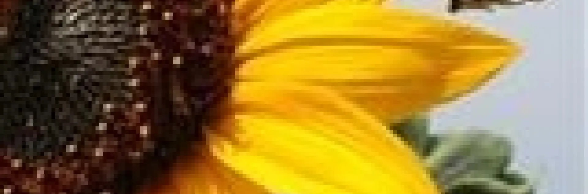 bees and blooms frankie