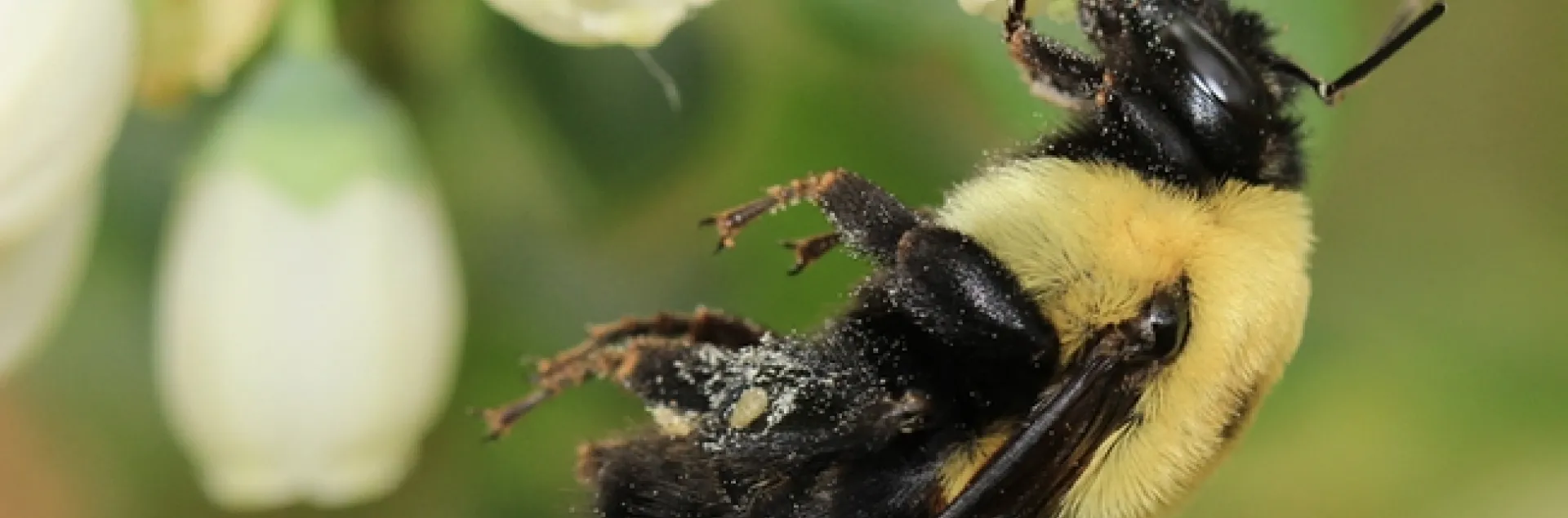 A brown-belted bumble bee, Bombus griseocollis, pollinating a blueberry flower. (Photo courtesy of Rachael Winfree)