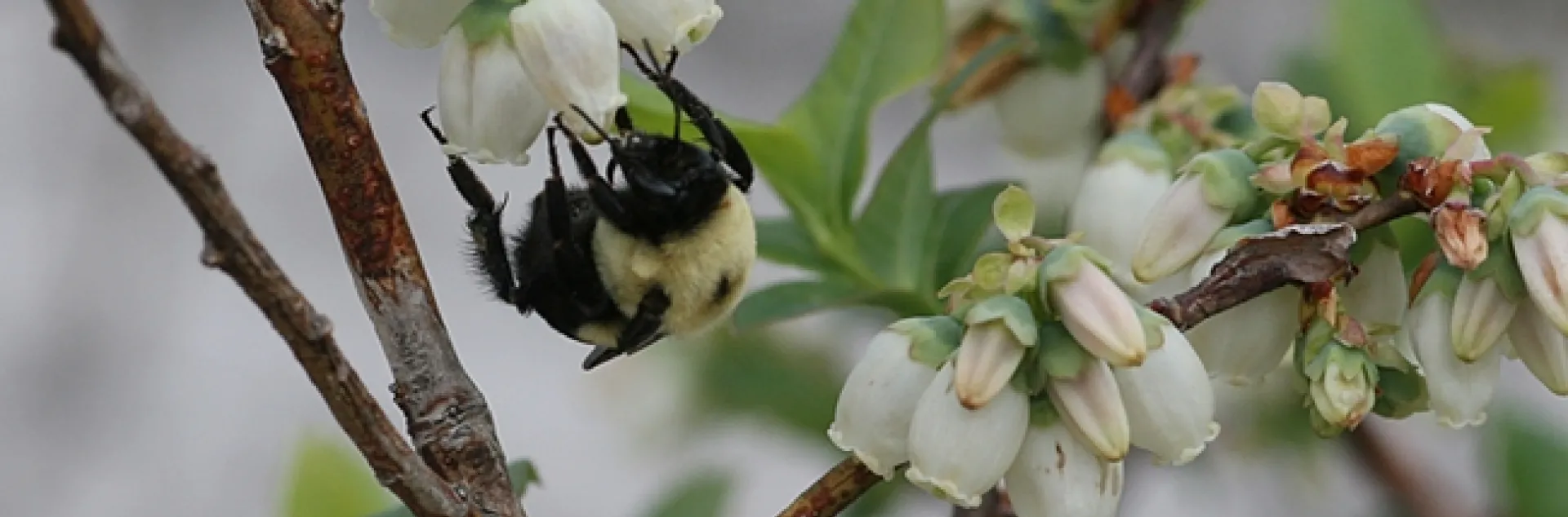 A bumble bee pollinating blueberries. (Photo courtesy of Rachael Winfree, Rutgers University)