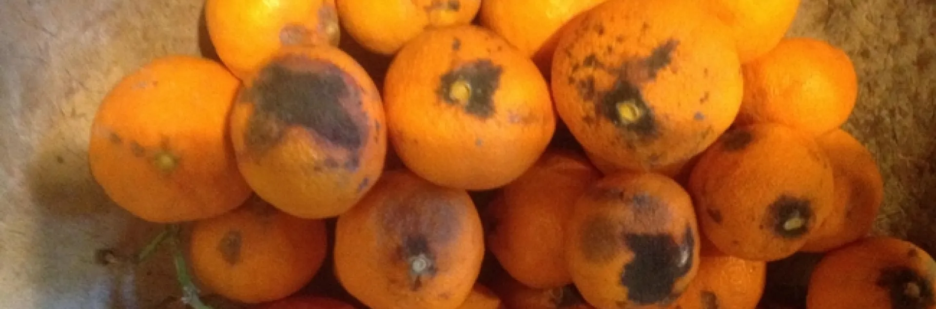 satsuma rind breakdown