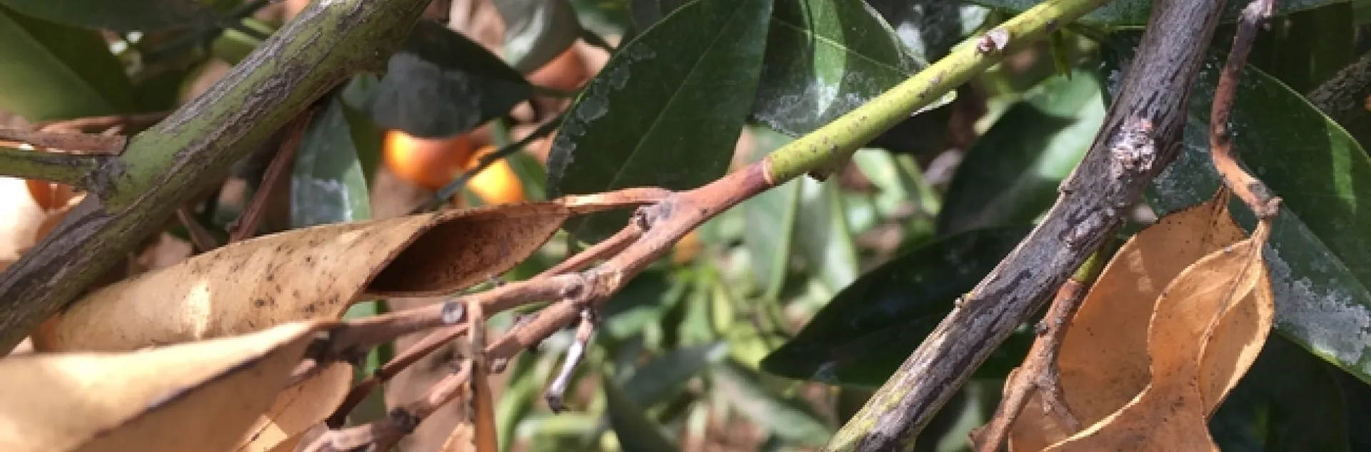 citrus dieback 2