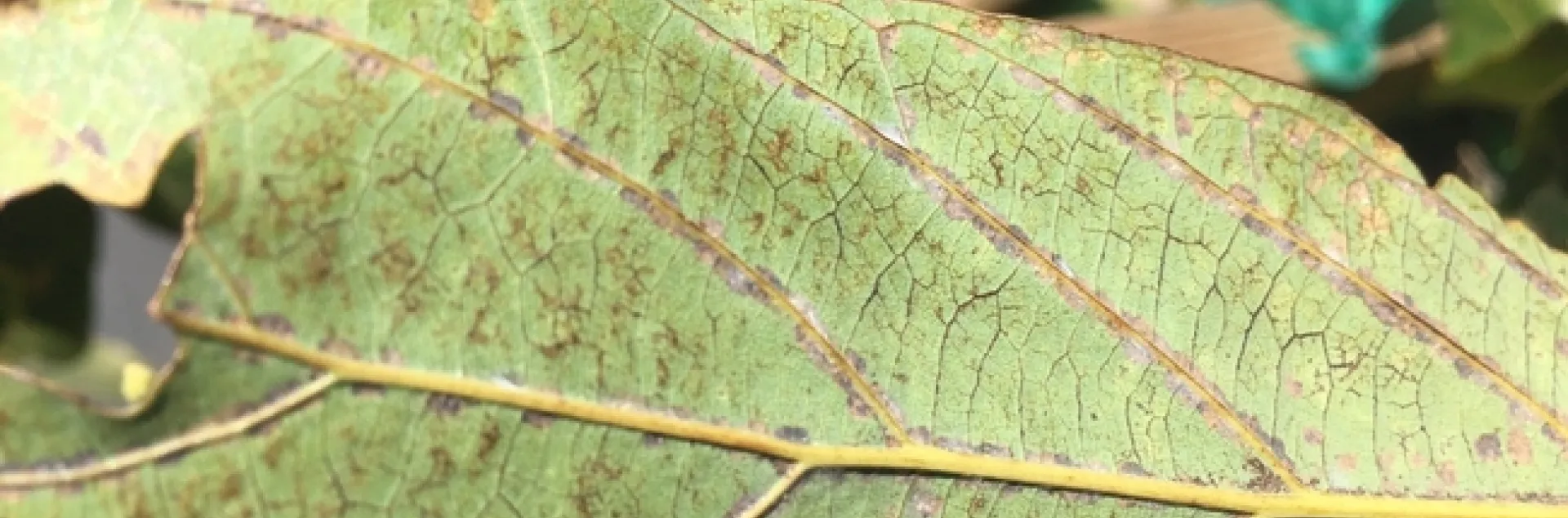 avocado flowering persea