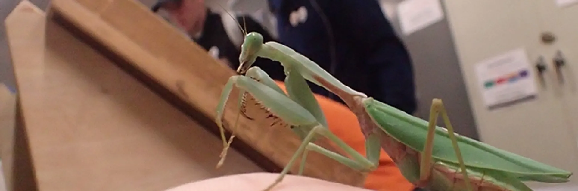 Cupcake, a Rhombodera megaera praying mantis, perches on the hand of her owner, UC Davis animal biology major, Crystal Homicz. (Photo by Kathy Keatley Garvey)