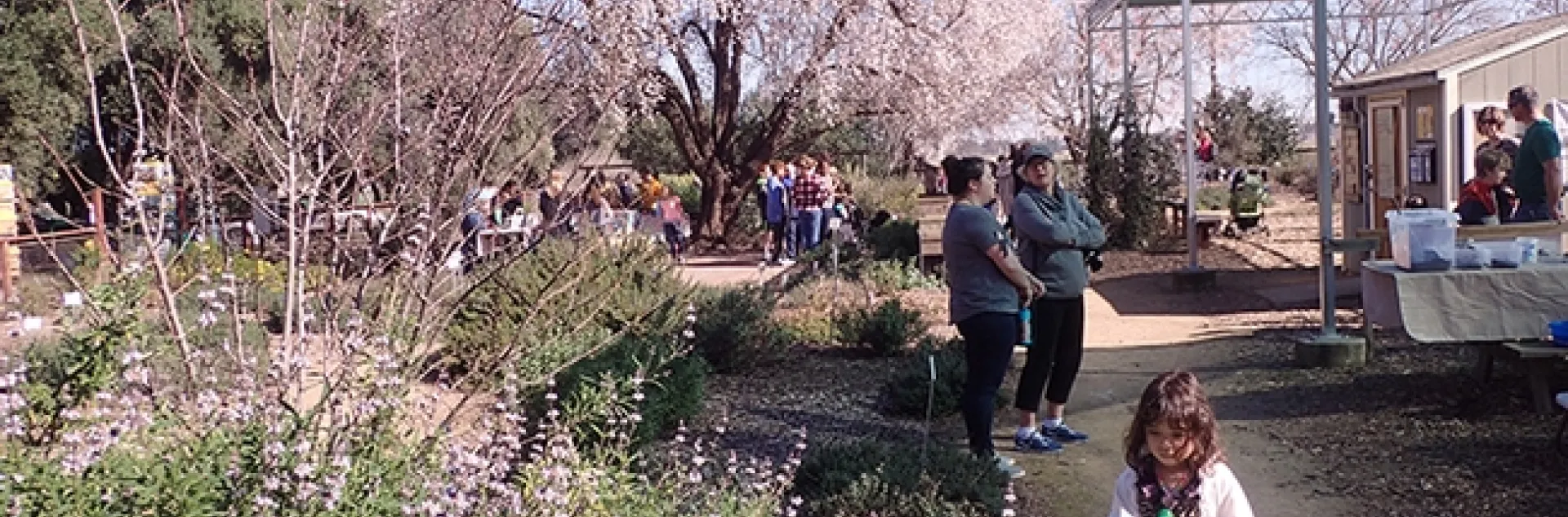 A young girl searches for bees amid the blossoms of the California native plant, Brandegee's sage (Salvia brandegeei) (Photo by Kathy Keatley Garvey)