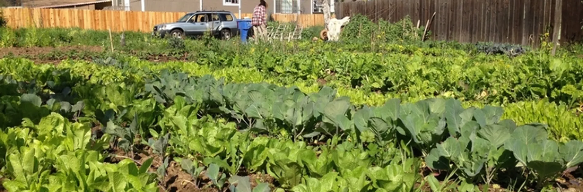 Urban Farm in Sacramento