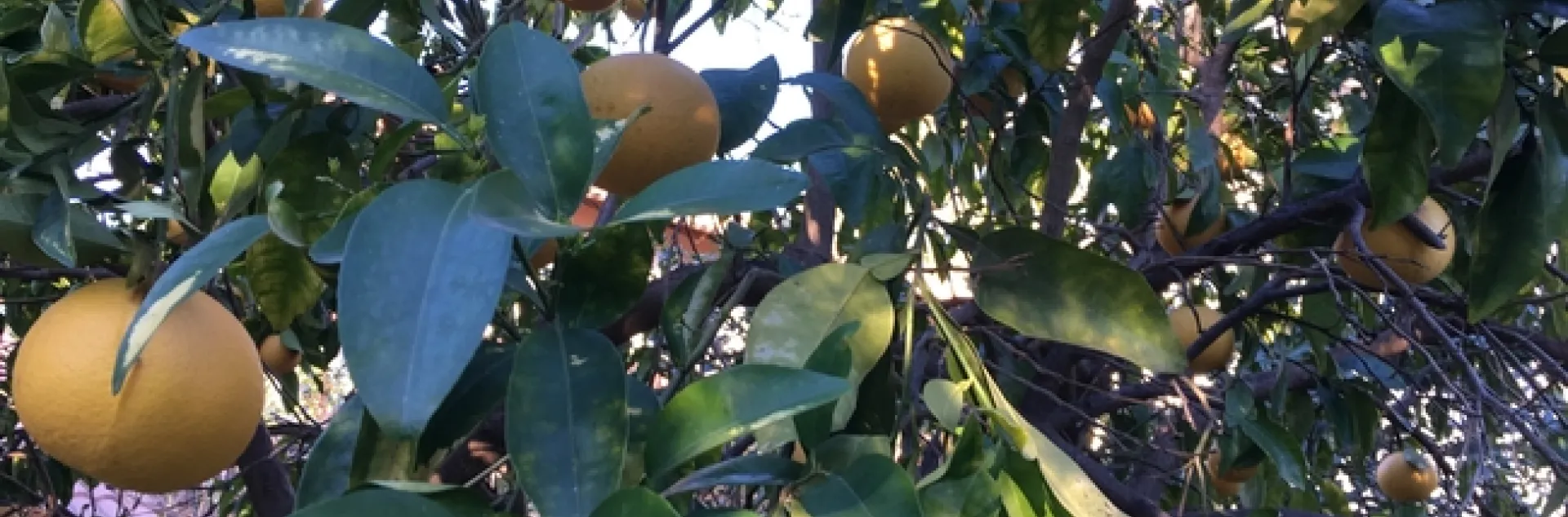 citrus leaf claering 1